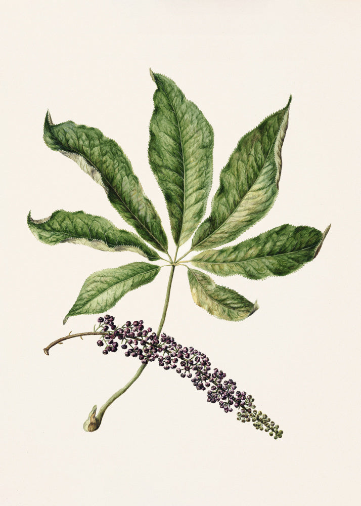 Antique Plant Drawn By Sarah Featon (1848–1927) | Canvas