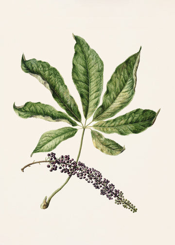 Antique Plant Drawn By Sarah Featon (1848–1927) | Poster