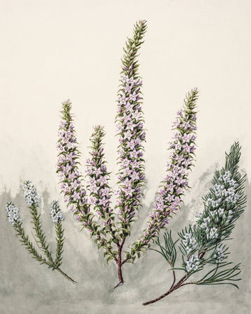 Epacris Drawn By Sarah Featon (1848–1927) | Canvas