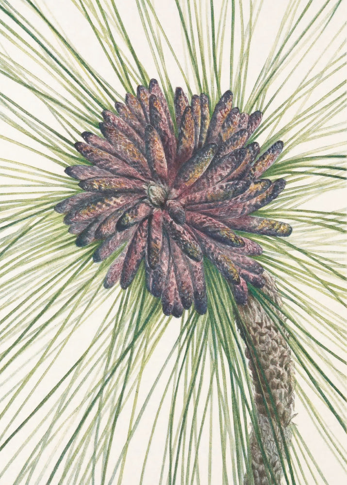 Longleaf Pine From North American Wildflowers (1925) By Mary Vaux Walcott. | Canvas
