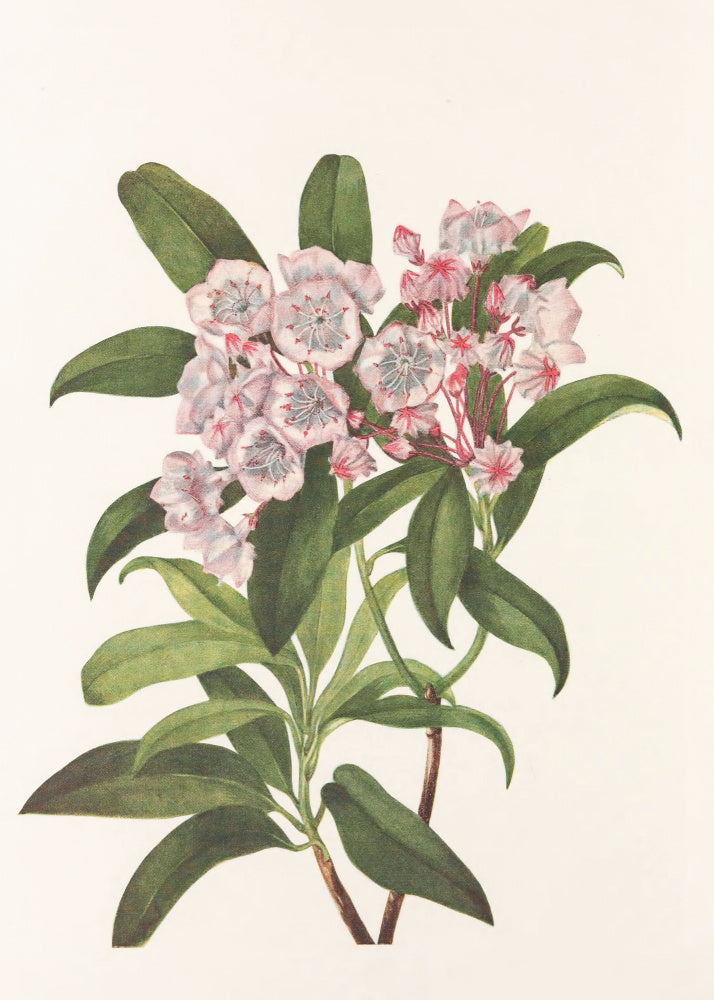 Mountain Laurel From North American Wildflowers (1925) By Mary Vaux Walcott | Canvas