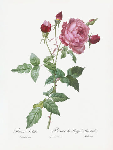 Provence Rose, Les Roses (1817–1824) | Canvas