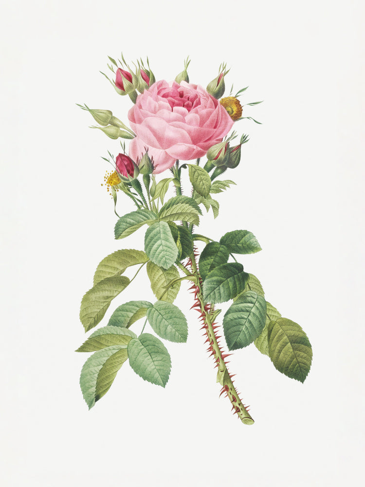 Rosa Bifera Macrocarpa, Les Roses (1817–1824) | Canvas