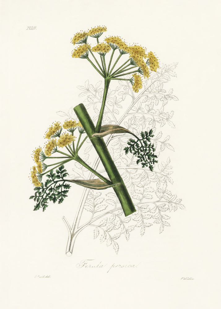 Ferula Persica Medical Botany | Canvas