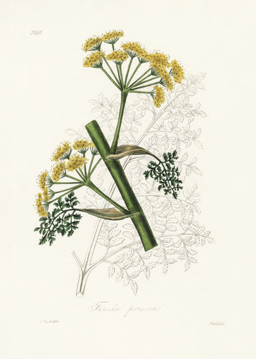 Ferula Persica Medical Botany | Poster