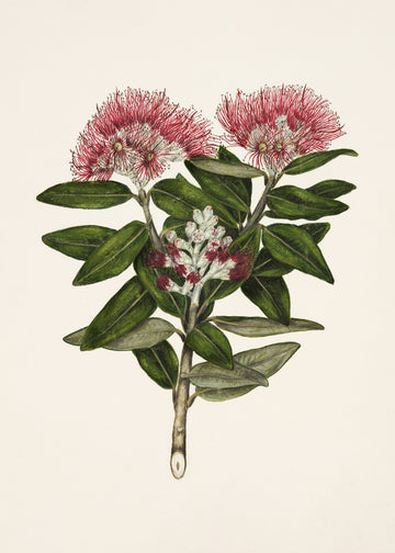 Pohutukawa   Metrosideros Tomentosa Drawn By Sarah Featon (1848–1927) | Poster