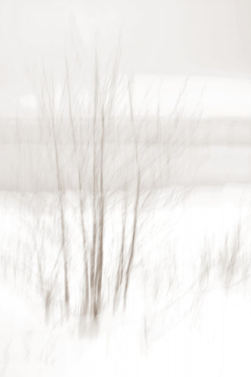 Ethereal Winter Woods | Canvas