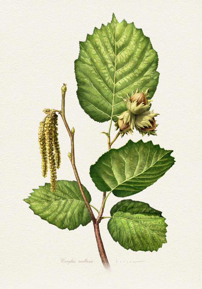 Hazelnut Branch Botanical | Canvas