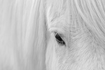 White Horse Gaze | Canvas