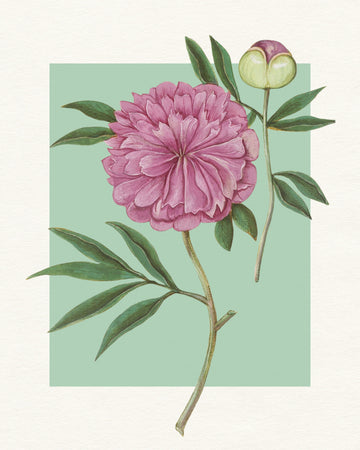 Pink Peony Blossom | Canvas