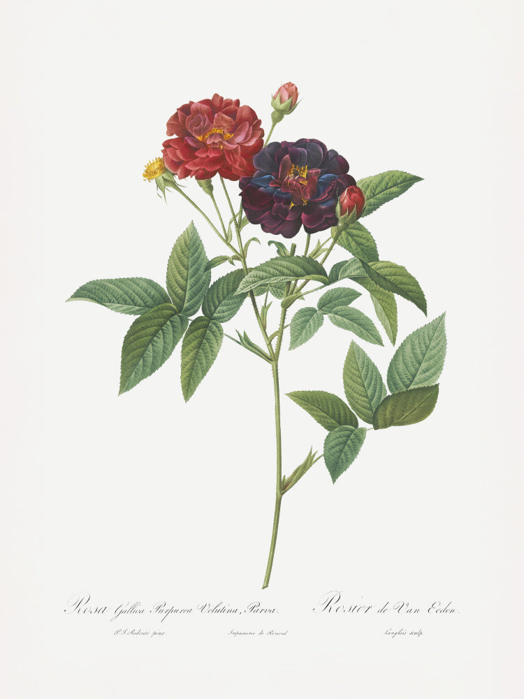 Rose of Van Eeden, Les Roses (1817–1824) | Poster