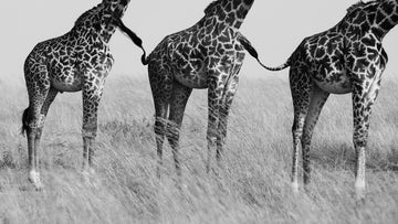 Three Playful Giraffes | Poster
