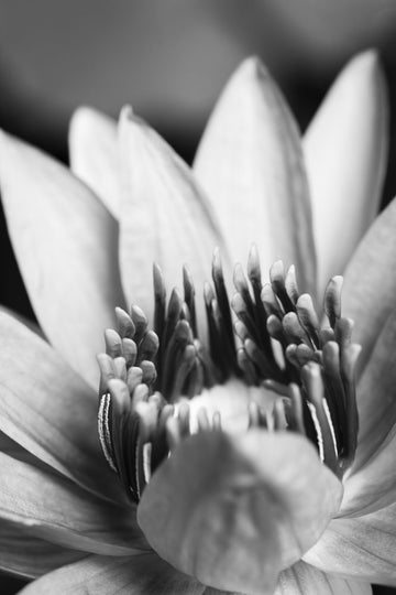 Serene Lotus Bloom | Poster