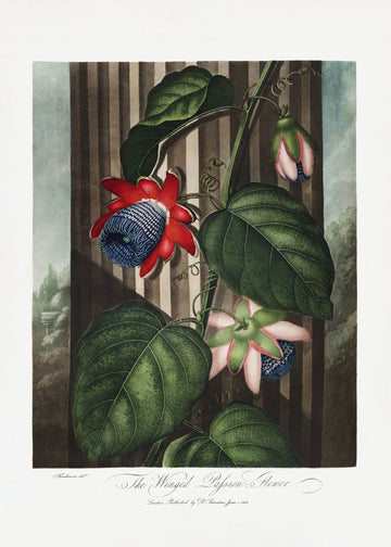 The Winged Passion-Flower from The Temple of Flora (1807) | Poster