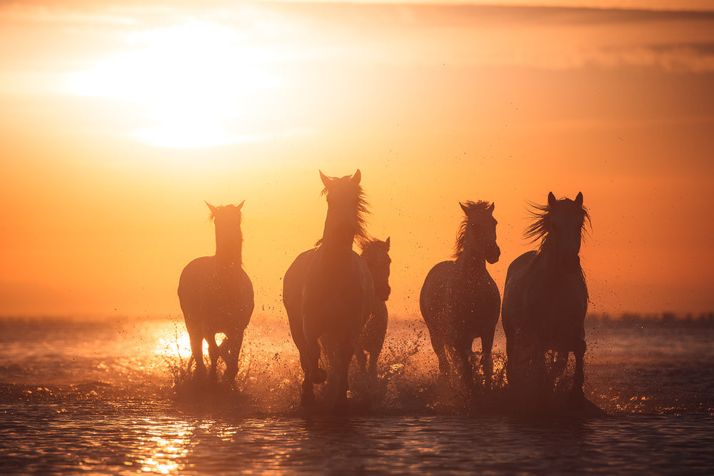 Wild Horses Sunset Run | Poster
