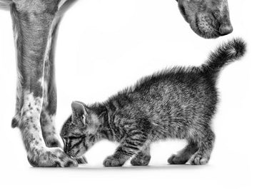 Gentle Dog Kitten | Poster