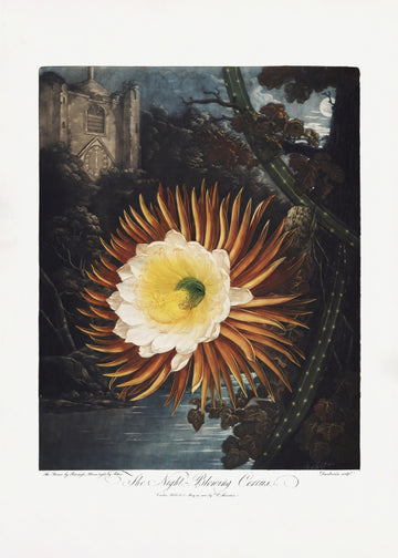 The Night–Blowing Cereus from The Temple of Flora (1807) | Poster