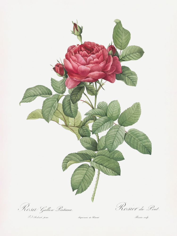 Rosa Gallica Pontiana, Les Roses (1817–1824) | Canvas