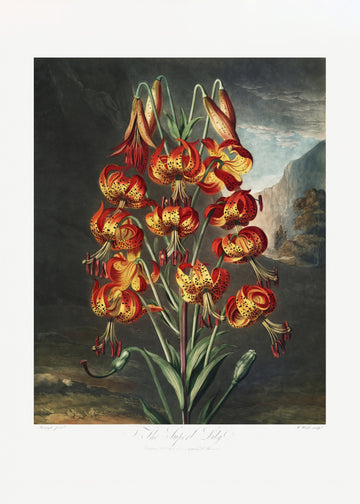 The Superb Lily from The Temple of Flora (1807) | Canvas