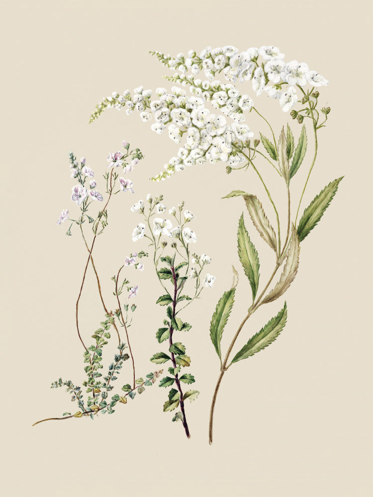 Veronica Drawn By Sarah Featon (1848–1927) | Canvas