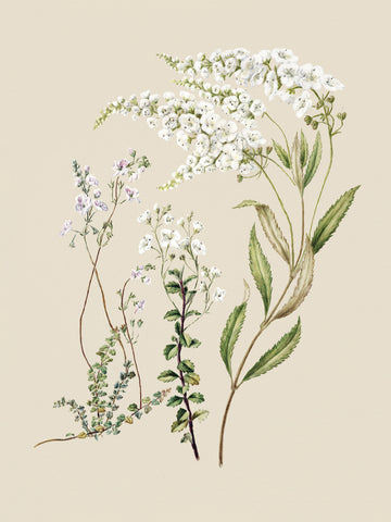Veronica Drawn By Sarah Featon (1848–1927) | Poster