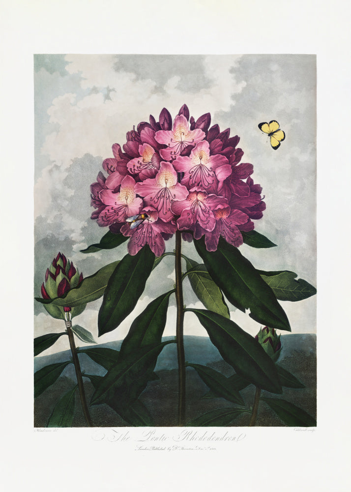 The Pontic Rhododendron from The Temple of Flora (1807) | Poster