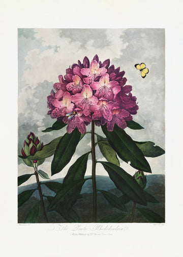 The Pontic Rhododendron from The Temple of Flora (1807) | Poster