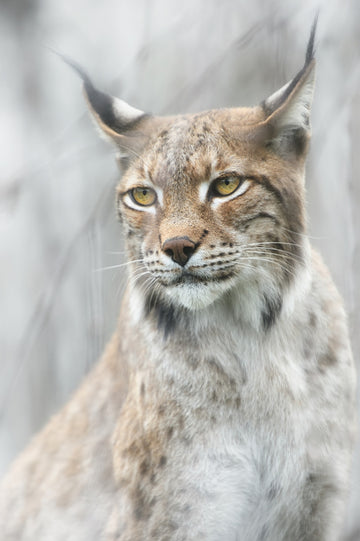 Intense Lynx Portrait | Canvas