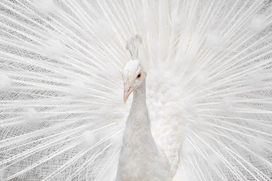 Majestic White Peacock | Canvas