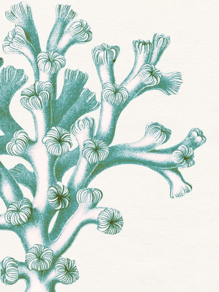 Vintage Aqua Coral | Poster