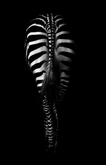Dark Zebra Stripes | Poster