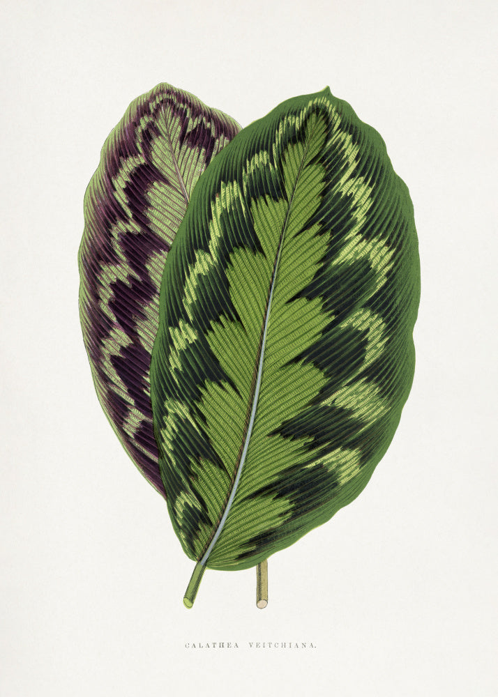 Calathea Veitchiana Leaf Illustration | Canvas