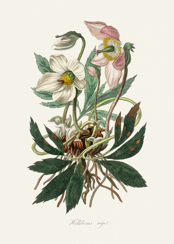 Christmas Rose (helleborus Niger)  Medical Botany | Canvas