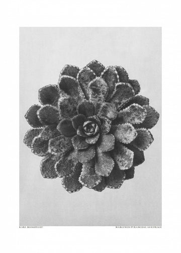 Margined Pyramidal Saxifrage | Canvas