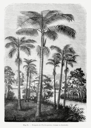 Vintage Palm Tree Drawing Ii | Canvas