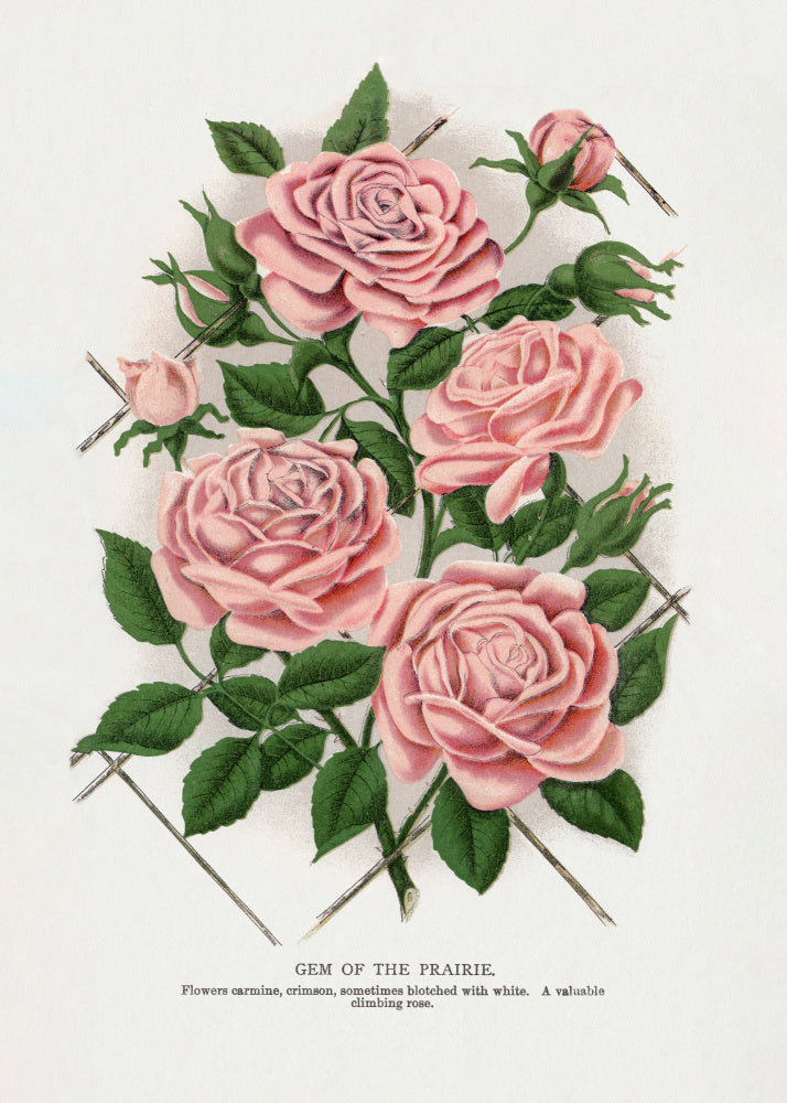 Pink Rose, Gem of the Prairie Lithograph | Canvas