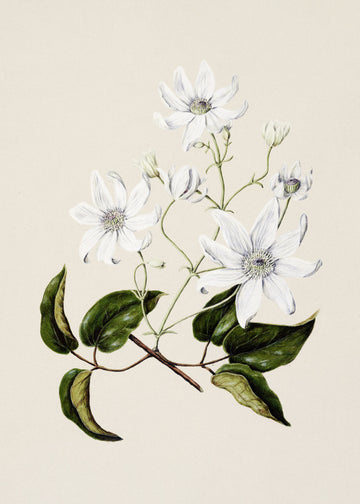 Puawananga   Clematis Indivisa Drawn By Sarah Featon (1848–1927) | Poster