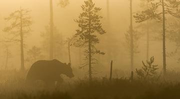 Bear in Golden Fog | Poster