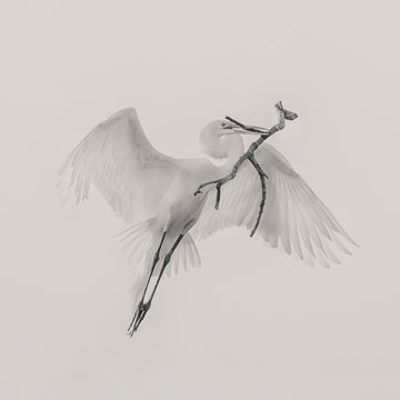 White Egret Carrying Branch | Canvas