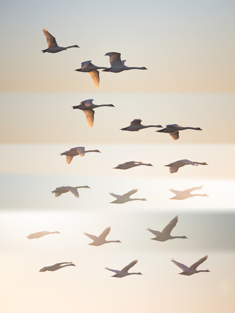 Swans in Golden Light | Canvas