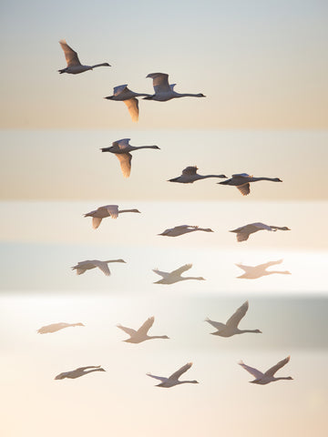 Swans in Golden Light | Canvas