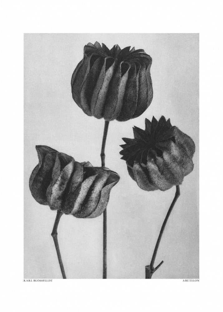 Abutilon (Lime Mallow | Canvas