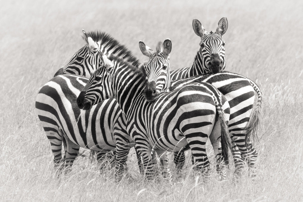 Wild Zebra Herd | Poster