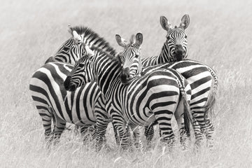 Wild Zebra Herd | Canvas