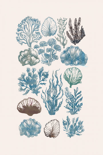 Vintage Marine Flora | Poster