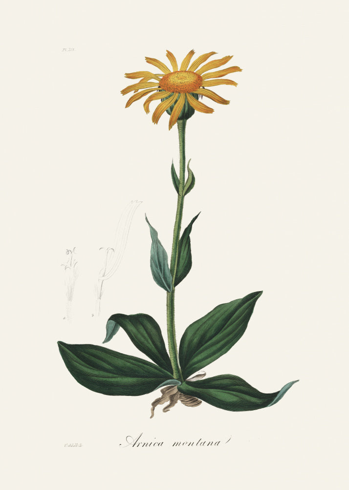 Mountain Arnica (arnica Montana) Medical Botany | Canvas