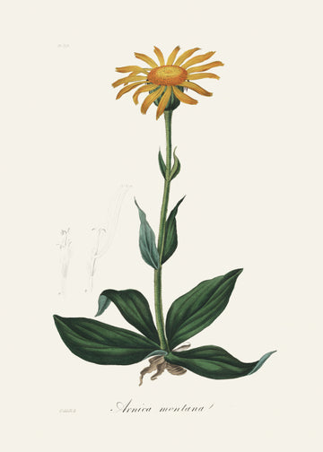 Mountain Arnica (arnica Montana) Medical Botany | Canvas