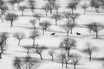Winter Horses in Snow | Poster