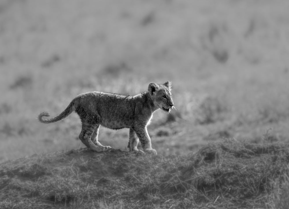 Baby Lion Cub Stroll | Canvas