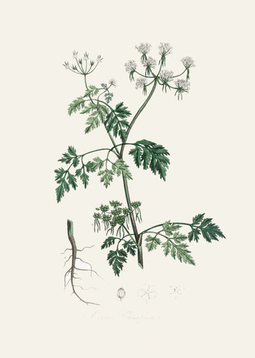 Poison Parsley (aethusa Cynapium) Medical Botany | Poster